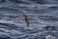 Hydrobates leucorhous