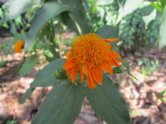 Lasianthaea macrocephala