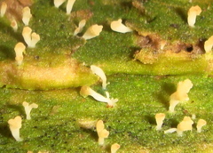 Multiclavula corynoides