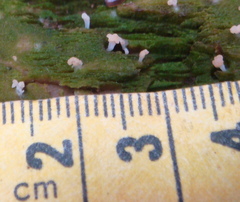 Multiclavula corynoides