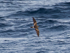 Hydrobates leucorhous