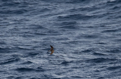 Hydrobates leucorhous