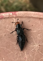 Creophilus erythrocephalus