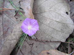 Ipomoea capillacea