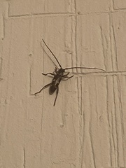 Elaphidion mimeticum