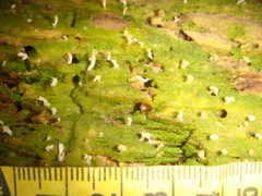 Multiclavula corynoides