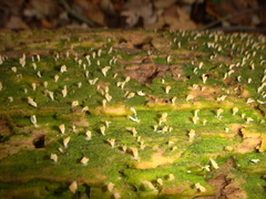 Multiclavula corynoides