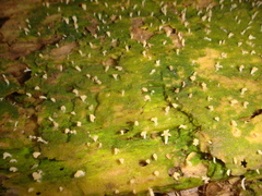 Multiclavula corynoides