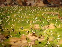 Multiclavula corynoides