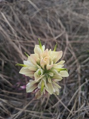 Castilleja purpurea