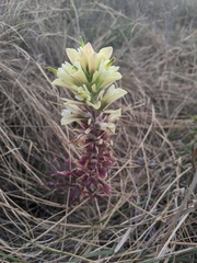 Castilleja purpurea