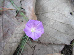 Ipomoea capillacea