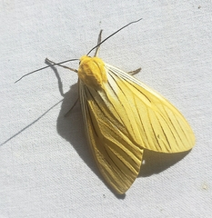 Pseudischnocampa