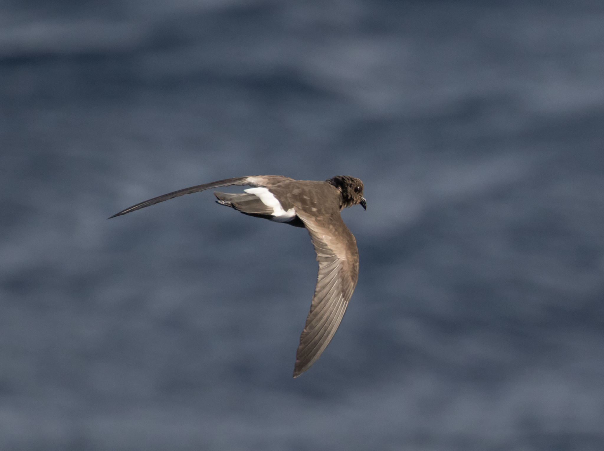 Wilson's Storm Petrel
