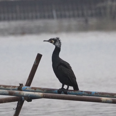 Phalacrocorax carbo