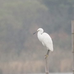 Egretta garzetta
