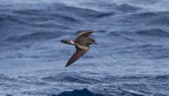 Hydrobates leucorhous
