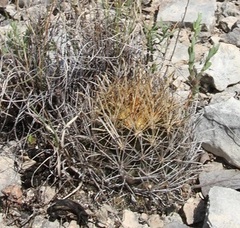 Ancistrocactus