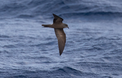 Hydrobates leucorhous