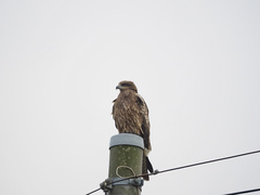 Milvus migrans