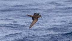 Hydrobates leucorhous