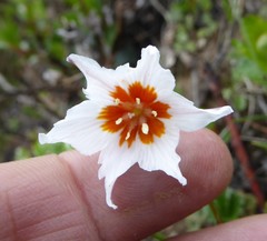 Gagea longiscapa