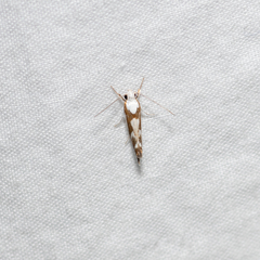 Lichenaula laniata