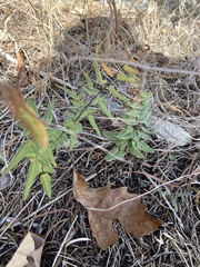 Pellaea atropurpurea