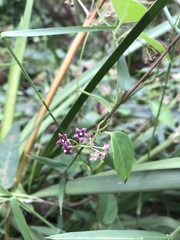 Vincetoxicum barbatum