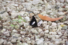 Polyura schreiber tisamenus