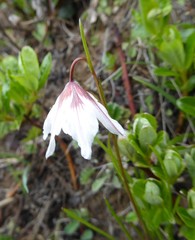 Gagea longiscapa