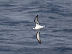 Pterodroma hasitata