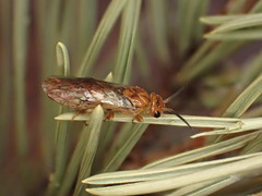 Neodiprion sertifer