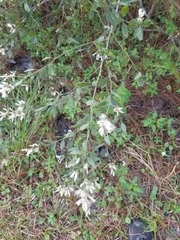 Baccharis halimifolia image