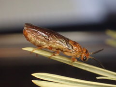 Neodiprion sertifer