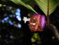 Palicourea apoda