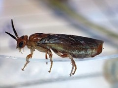 Neodiprion sertifer