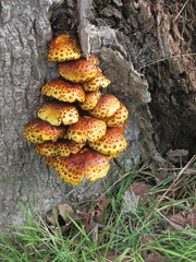 Pholiota glutinosa