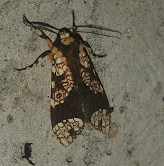Carathis