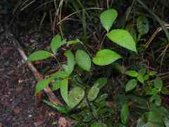 Palicourea apoda