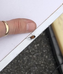 Phyllotocus rufipennis