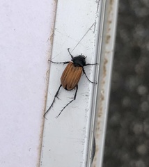 Phyllotocus rufipennis