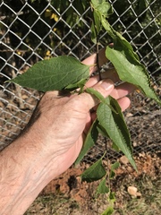 Celtis smallii