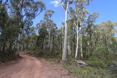 Eucalyptus mannifera