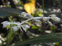 Palicourea violacea