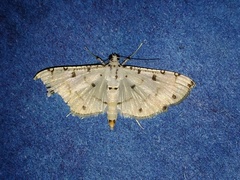Pycnarmon meritalis