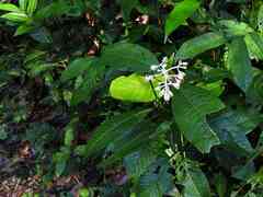 Palicourea violacea
