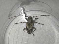 Aegomorphus jaspideus