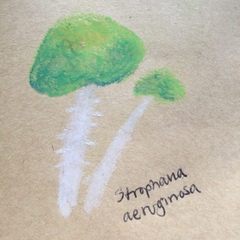 Stropharia aeruginosa