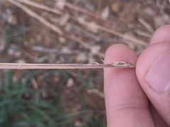 Sporobolus compositus